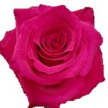 Grace Kelly Rose d'Equateur Ethiflora